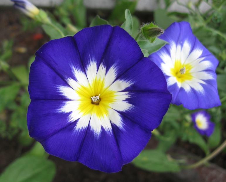 Bindweed არის სამ ფერის (0.3 გ). თესლი. (12.5.40). იყიდეთ. კიევი