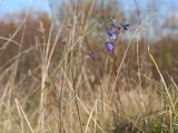 Campanula patula. Верхушка цветущего растения. Ленинградская обл., Гатчинский р-н, окр. пос. Пудость, берег р. Ижора, луг. 11.10.2015.