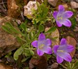 Campanula tridentata