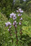 Campanula glomerata. Верхушки цветущих побегов (гипохромная форма). Свердловская обл., Карпинский городской округ, 44 км дороги Карпинск - Кытлым, на лесной поляне ниже турбазы \"Серебрянский Камень\", выс. 300 м н.у.м. 18.07.2015.