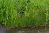 Juncus beringensis