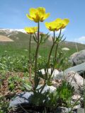 Ranunculus songaricus. Цветущее растение. Кыргызстан, Чуйская обл., Панфиловский р-н, вост. часть Таласского Алатау, истоки р. Суусамыр под пер. Алабель, 2800 м н.у м. 2 июня 2016 г.