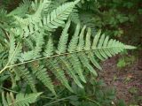 Pteridium подвид sibiricum