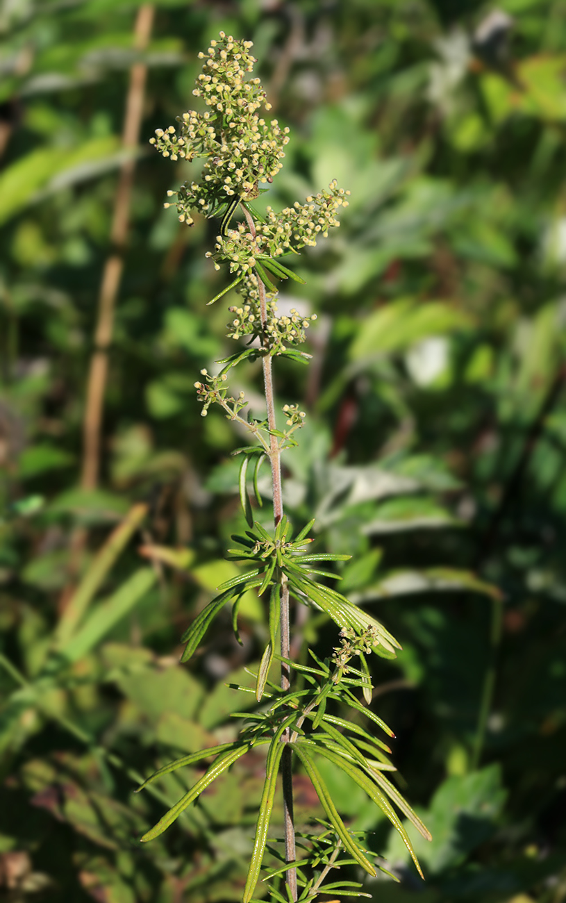 Изображение особи Galium verum.