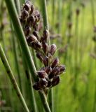 Juncus haenkei