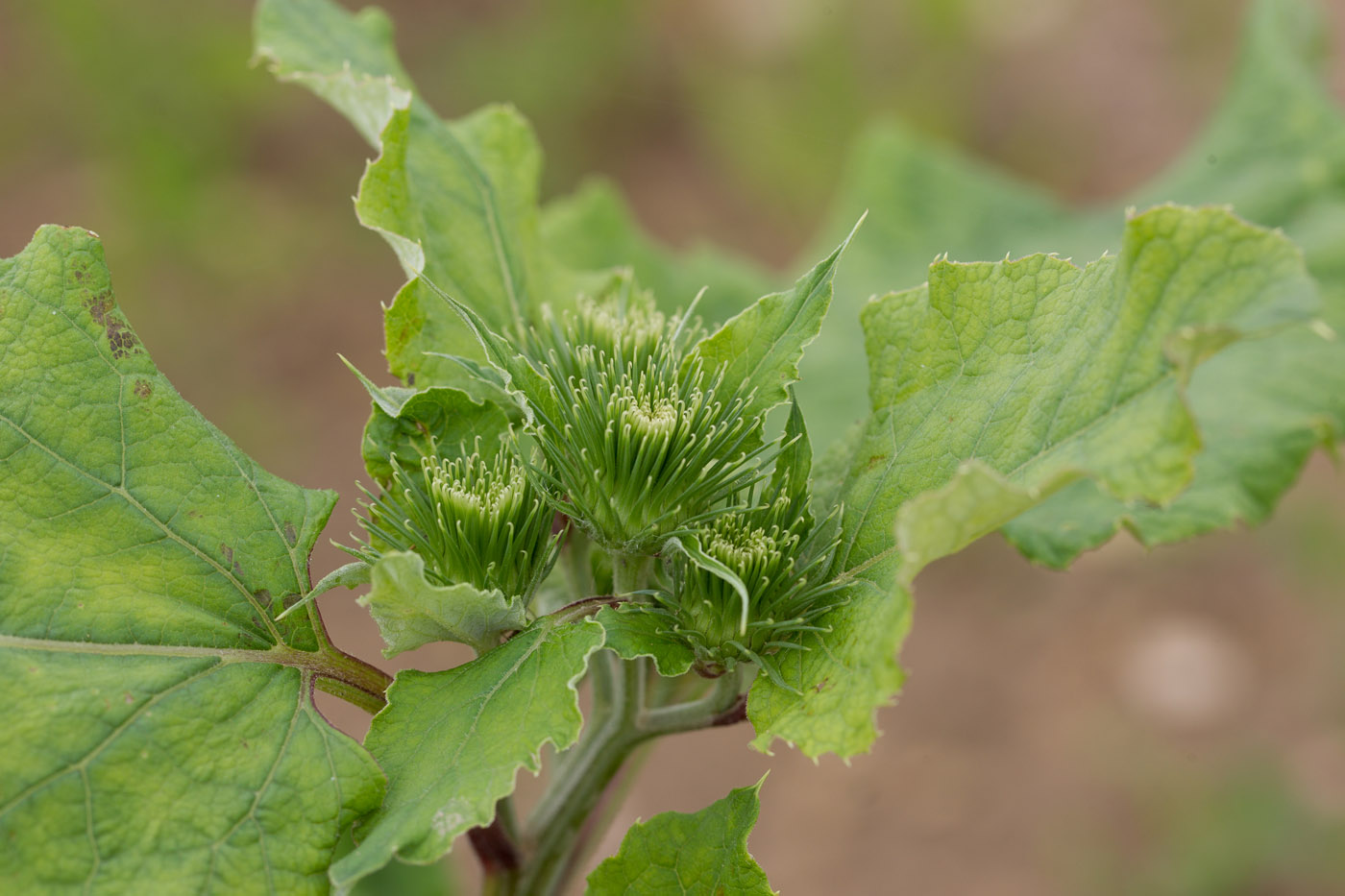 Изображение особи Arctium lappa.