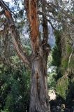 Juniperus seravschanica. Часть ствола взрослого дерева. Таджикистан, Фанские горы, долина р. Чапдара, ≈ 2500 м н.у.м., обрывистый склон. 03.08.2017.