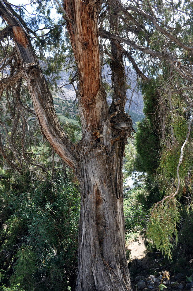 Image of Juniperus seravschanica specimen.