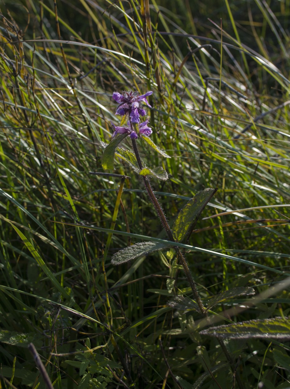 Изображение особи Stachys palustris.