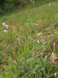 Vicia tenuissima