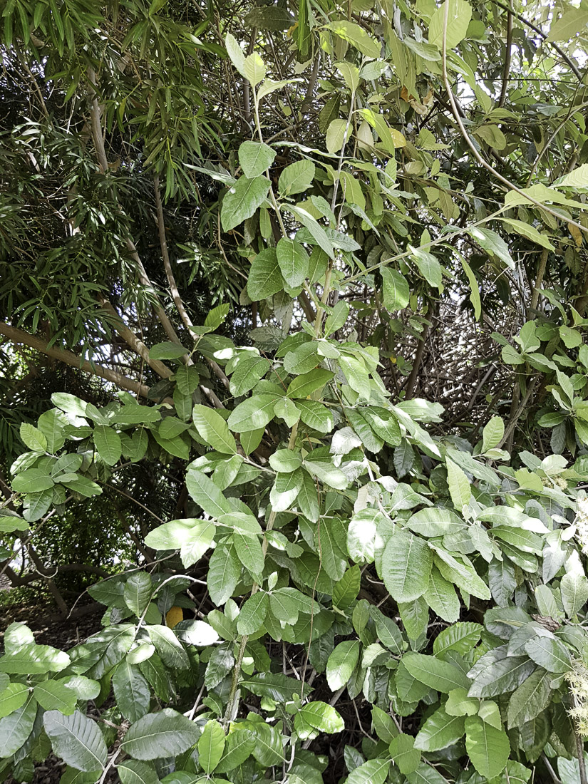 Изображение особи Brachylaena discolor.