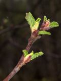 Alnus kolaensis. Верхушка побега с распускающимися почками. Мурманская обл., Североморский р-н, берег р. Грязная, пойменный березняк. 23.05.2010.