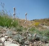 Artemisia caucasica