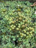 Marchantia polymorpha