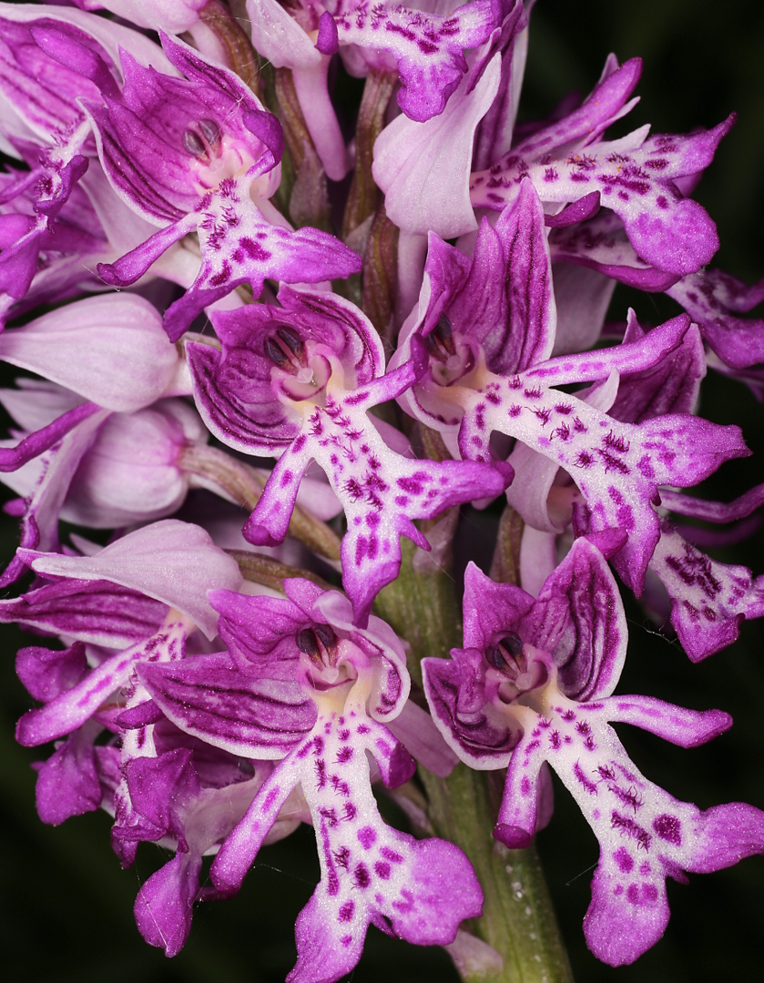 Изображение особи Orchis militaris.