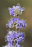 Vitex agnus-castus