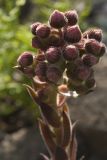 Sempervivum tectorum. Соцветие с бутонами. Сахалинская обл., Томаринский р-н, пос. Неводское, в культуре. 28.07.2017.