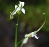 Arabis alpina. Верхушка отцветающего соцветия с завязями плодов. Мурманская обл., Хибины, окр. Кировска, скалистые склоны г. Вудъяврчорр. 12.08.2010.