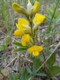 Thermopsis lanceolata