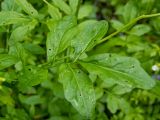 Cardamine amara