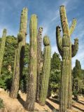 Carnegiea gigantea. Отплодоносившие и вегетирующие растения. Испания, Каталония, провинция Girona, Costa Brava, Blanes, ботанический сад \"Pinya de Rosa\". 27 октября 2008 г.