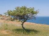 Crataegus rhipidophylla. Цветущее растение. Крым, Керченский п-ов, Ленинский р-н, окр с. Осовины, верхняя приморская терраса, степь. 28.05.2021.