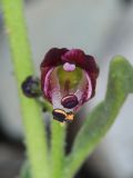 Scrophularia incisa. Цветок. Алтай, Кош-Агачский р-н, Курайский хр., долина р. Тыдтуярык, каменистое русло. 13 июня 2022 г.