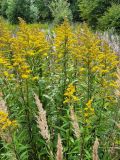 Solidago × snarskisii