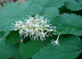 Actaea erythrocarpa