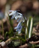 Scilla winogradowii