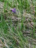 Oxytropis campanulata. Цветущее растение. Хакасия, Бейский р-н, окр. с. Верх-Киндирла, степной склон. 12.06.2022.