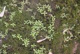 Cerastium holosteoides