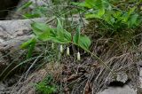 Polygonatum glaberrimum. Цветущее растение. Дагестан, Гунибский р-н, Карадахская теснина, у подножия скалы. 02.05.2022.