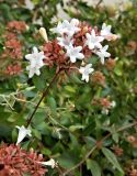 Abelia × grandiflora. Верхушка цветущего побега. Испания, Андалусия, провинция Малага, г. Антекера, уличное озеленение. Август 2015 г.