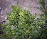 Artemisia vulgaris