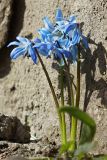 Scilla siberica