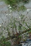 Scabiosa sosnowskyi. Цветущее растение. Республика Абхазия, г. Сухум. 24.08.2009.