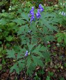 Aconitum taigicola