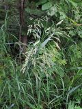 Calamagrostis langsdorffii. Верхушка соцветия. Владивосток, Академгородок. 6 июля 2012 г.