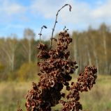 род Rumex