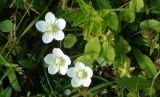 Parnassia palustris