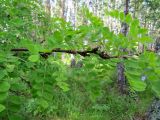 Caragana arborescens