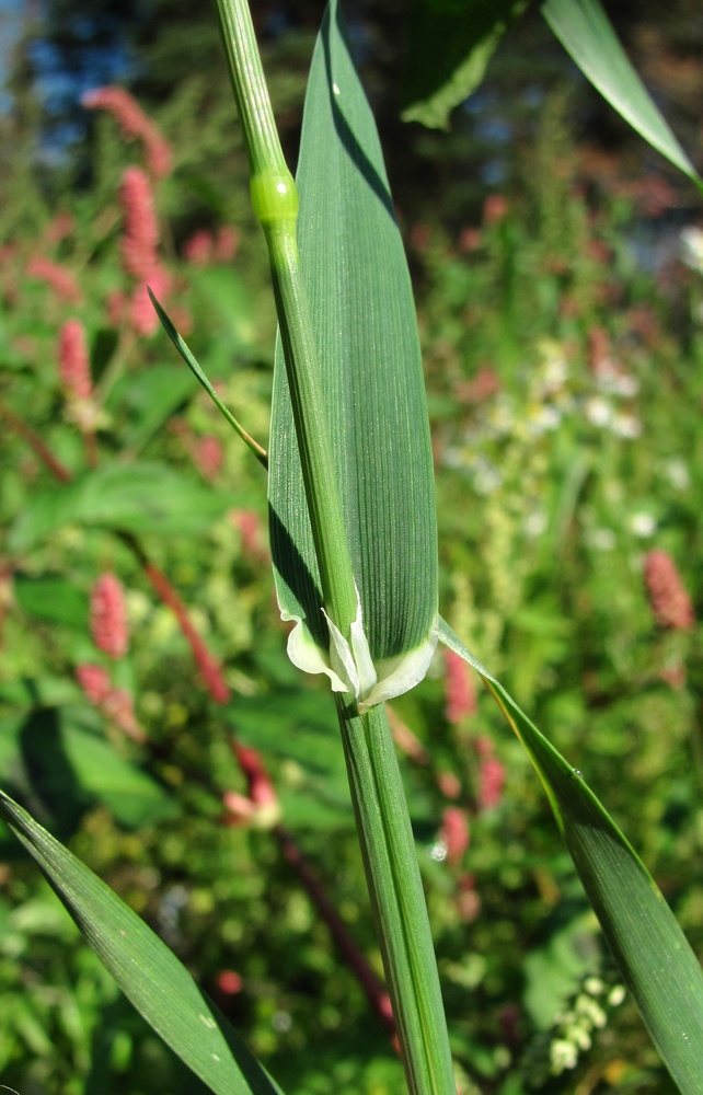 Изображение особи Phalaris canariensis.