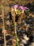 Petrorhagia prolifera. Соцветие с цветками и завязавшимися плодами. Краснодарский край, Крымский р-н, долина реки Шибик, прибрежный ольхово-осиновый лесок. 11.11.2013.