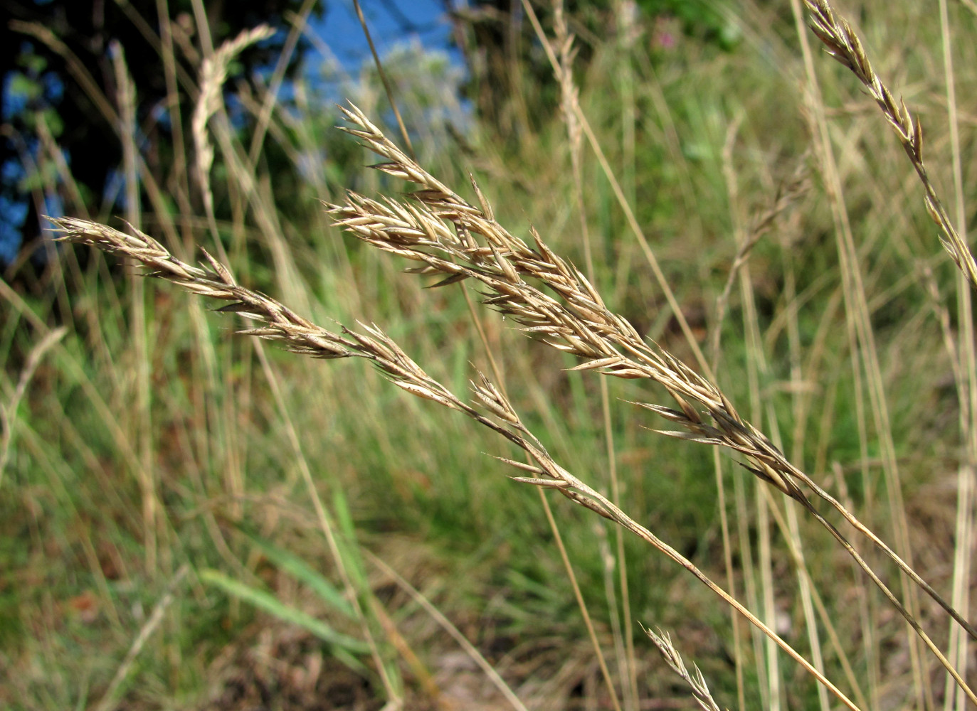 Изображение особи Festuca rubra.