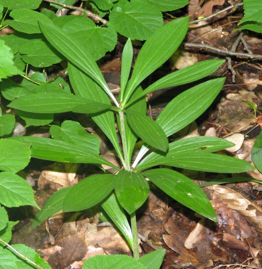 Изображение особи Lilium martagon.