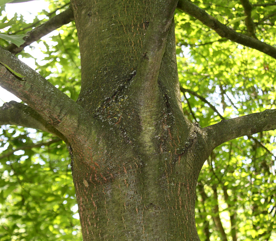 Изображение особи Quercus &times; heterophylla.