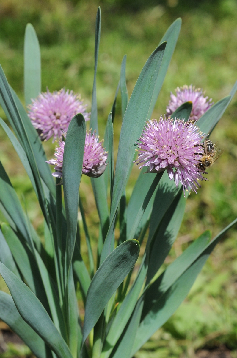 Изображение особи Allium platyspathum.