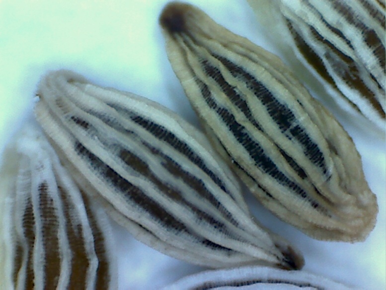 Изображение особи Euphrasia brevipila.