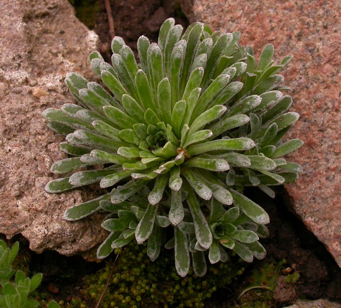 Изображение особи Saxifraga longifolia.